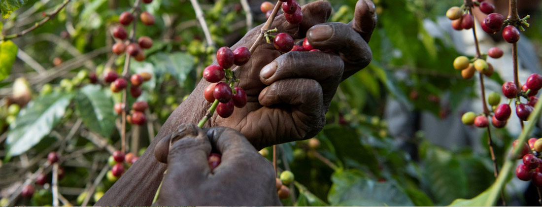 Café pode ser a próxima vítima do aquecimento global Café pode ser a próxima vítima do aquecimento global