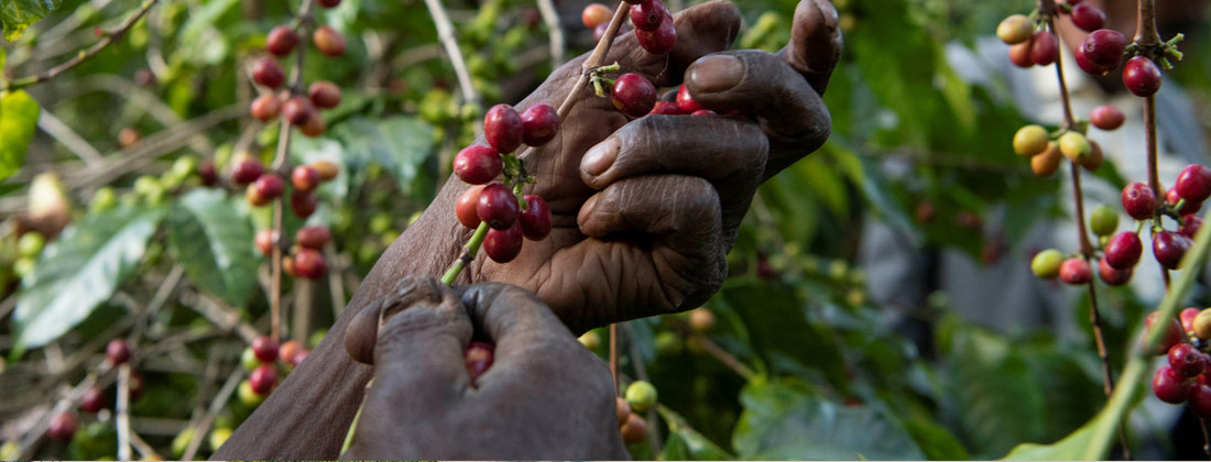 Café pode ser a próxima vítima do aquecimento global