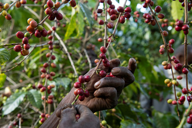 Café pode ser a próxima vítima do aquecimento global